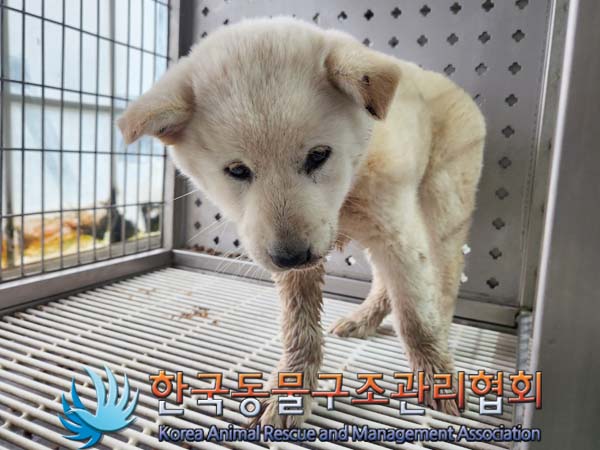 종료(안락사) 믹스…